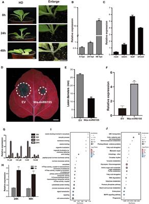 Overexpression of Nta-miR6155 confers resistance to Phytophthora nicotianae and regulates growth in tobacco (Nicotiana tabacum L.)